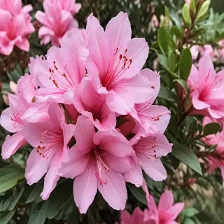 azalea flower