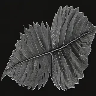 black and white clipart leaf