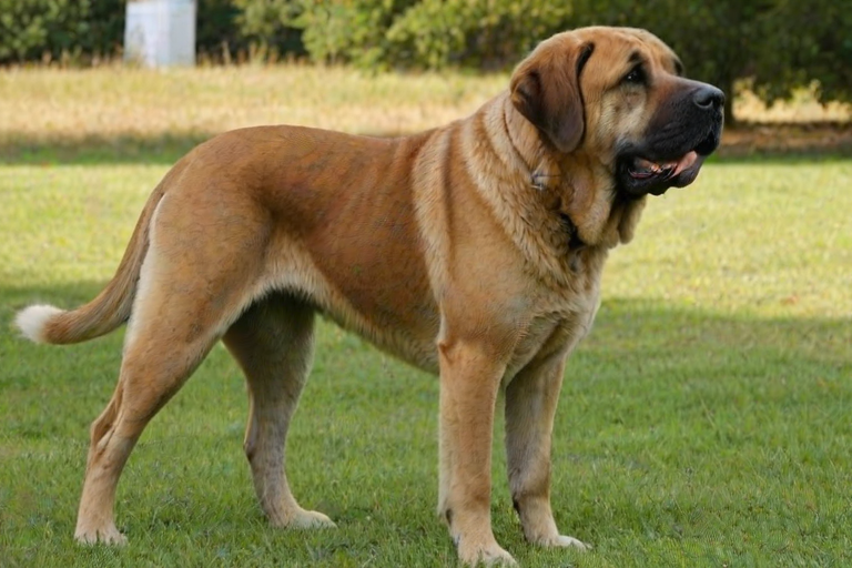 spanish mastiff