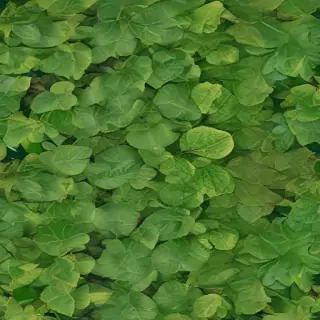leaf background green