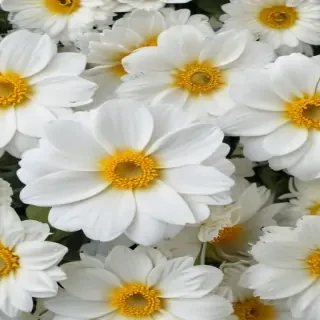 background white flower