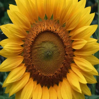 aesthetic sunflower