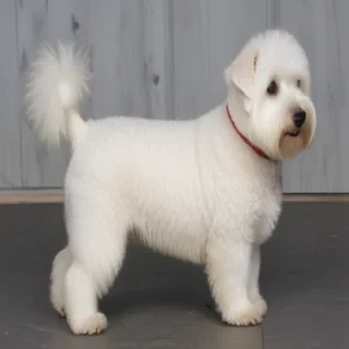 westiepoo dog breed