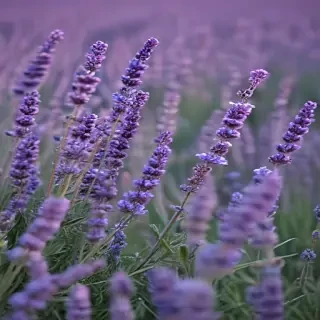 lavender iphone wallpaper