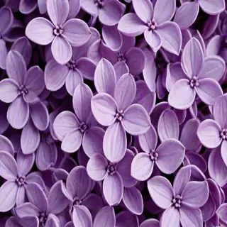 lilac wallpaper iphone