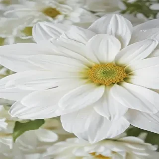 iphone white flower wallpaper