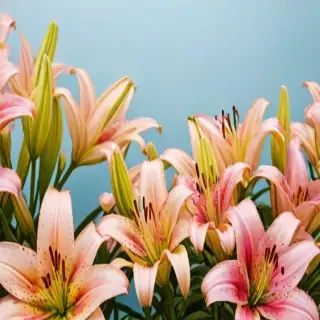 lily background