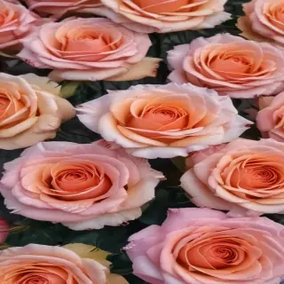 roses background aesthetic
