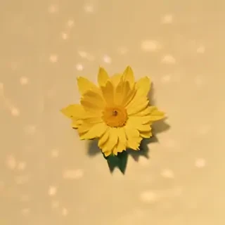 aesthetic yellow bg
