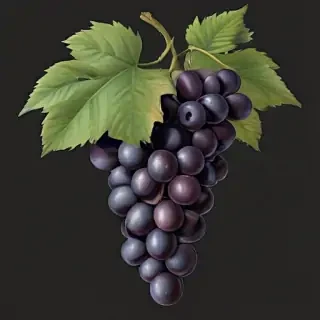 grapes clipart black and white