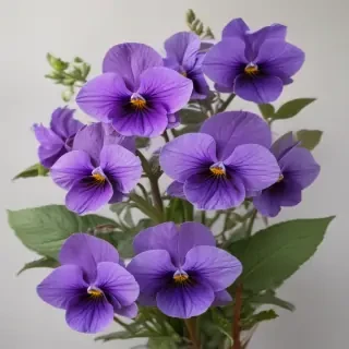 violets png