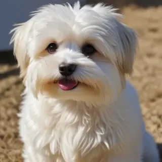 havanese dogs