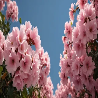 aesthetic flower pictures