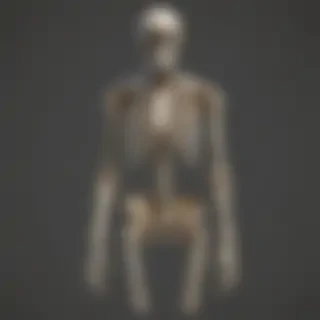 skeleton transparent background