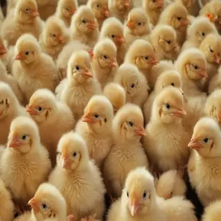 baby chicken