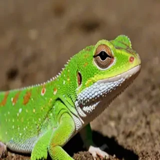 gecko lizard