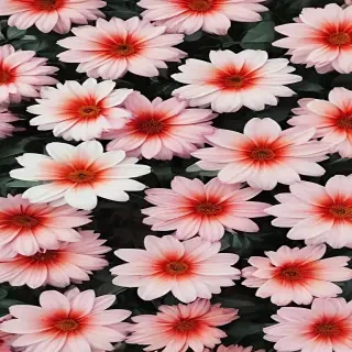 flower background aesthetic
