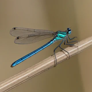 damselfly
