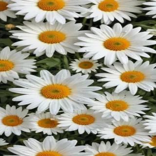 daisy flower wallpaper