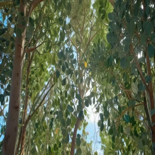 transparent eucalyptus