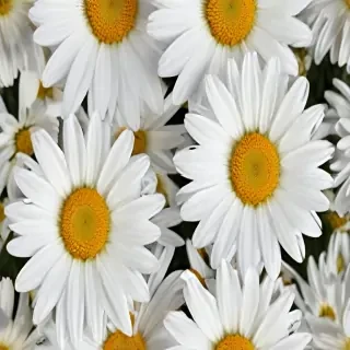 daisies png