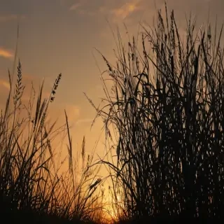 grass silhouette