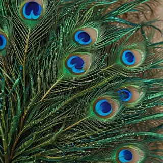 peacock feather images