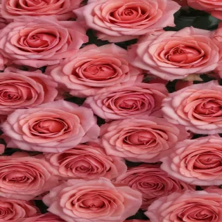 aesthetic rose background