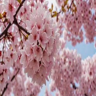 sakura flower