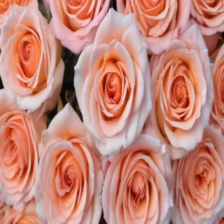 roses background wallpaper