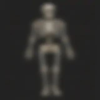 skeleton transparent background