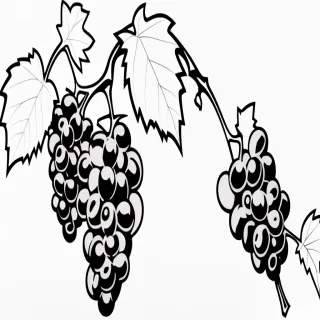 grapes clipart black and white