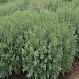 sage green photos