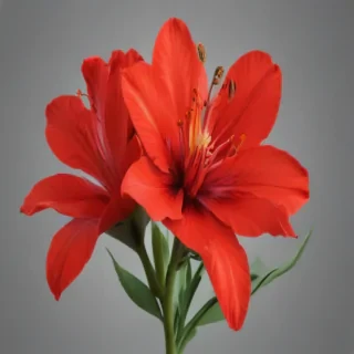 red flower png