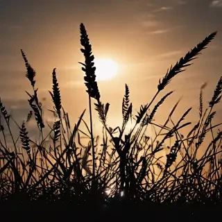 grass silhouette