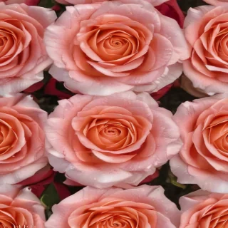 rose rose wallpaper