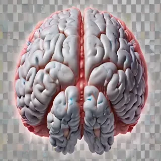 brain png