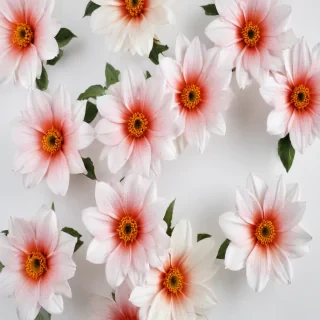 flowers with white background