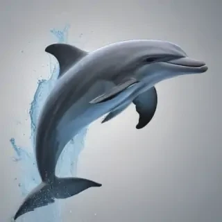 dolphin png