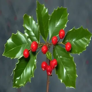 images of holly