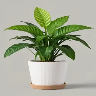 house plant png