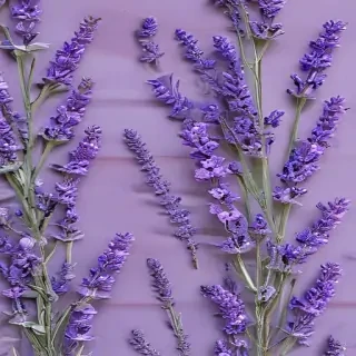 lavender phone background