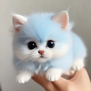 cute blue