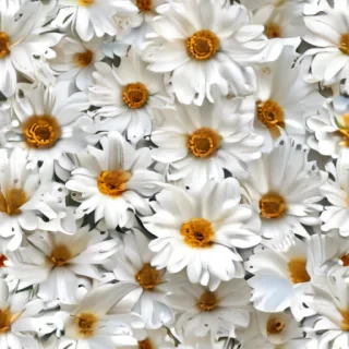 flower white bg