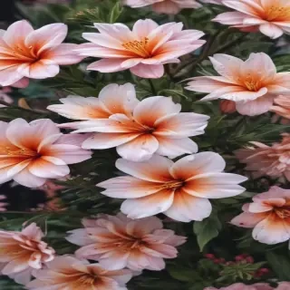 wallpaper iphone flower