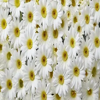 white flowers wallpaper iphone