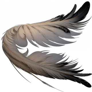 feathers png