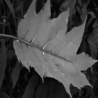 leaf images black and white