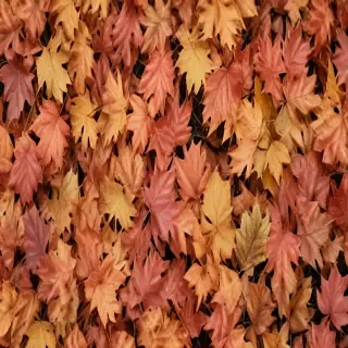 fall leaves