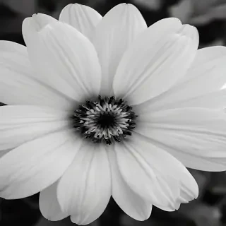 black and white flower
